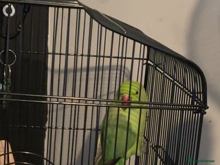 Ringnecks birds Loki looking for a new home. - Advert 2