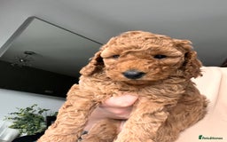 Cockapoo dogs for sale: Female Red Cockapoo Puppies  - Image 4