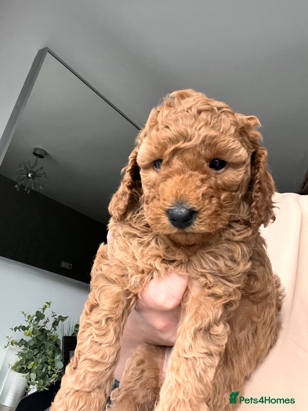 Cockapoo dogs for sale: Female Red Cockapoo Puppies  - Image 4