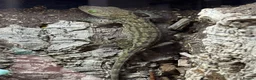 Gecko reptiles for sale: Smiths Green Eyed Gecko - Advert 3