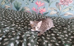 Mixed Breed cats for sale: Half bengal quarter mainecoon  - Image 5