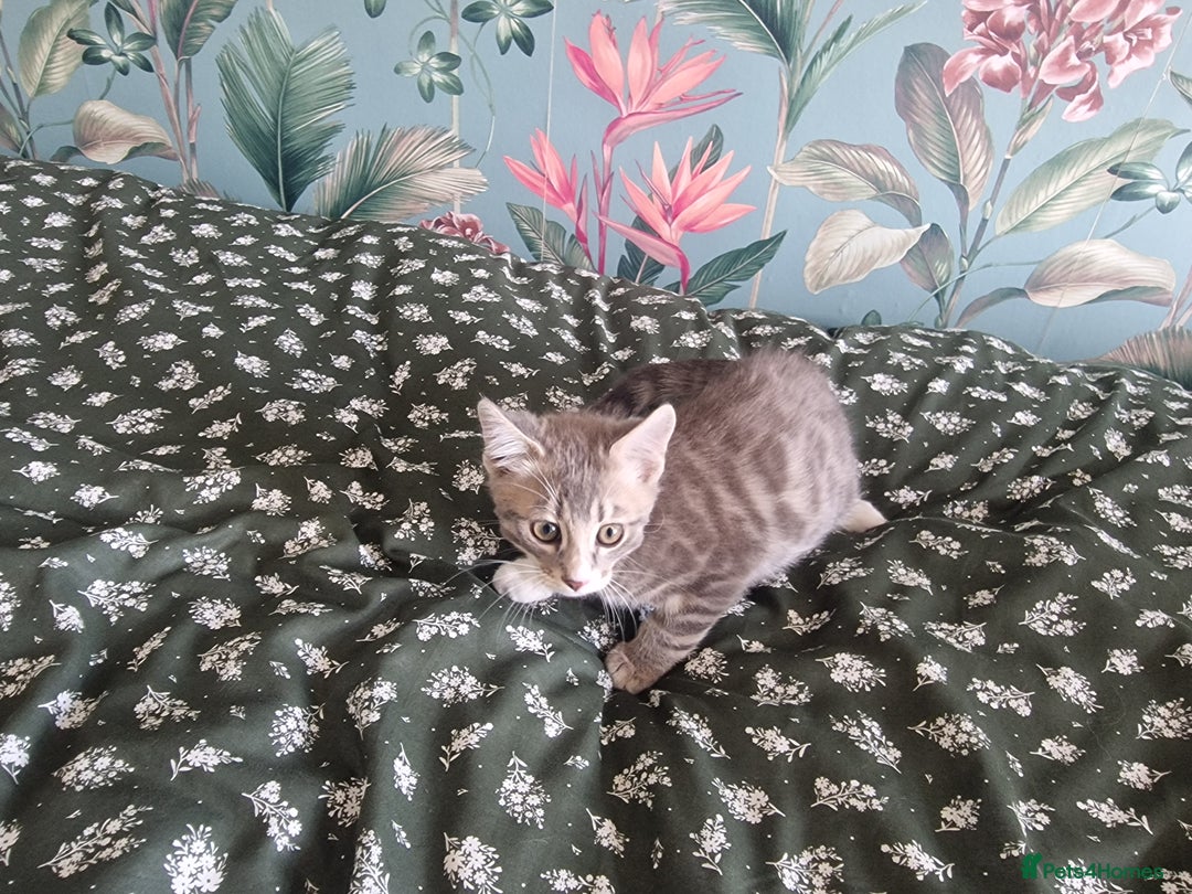 Mixed Breed cats for sale: Half bengal quarter mainecoon  - Image 5