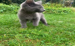 Mixed Breed cats for sale: Beautiful kittens ready now - Image 10