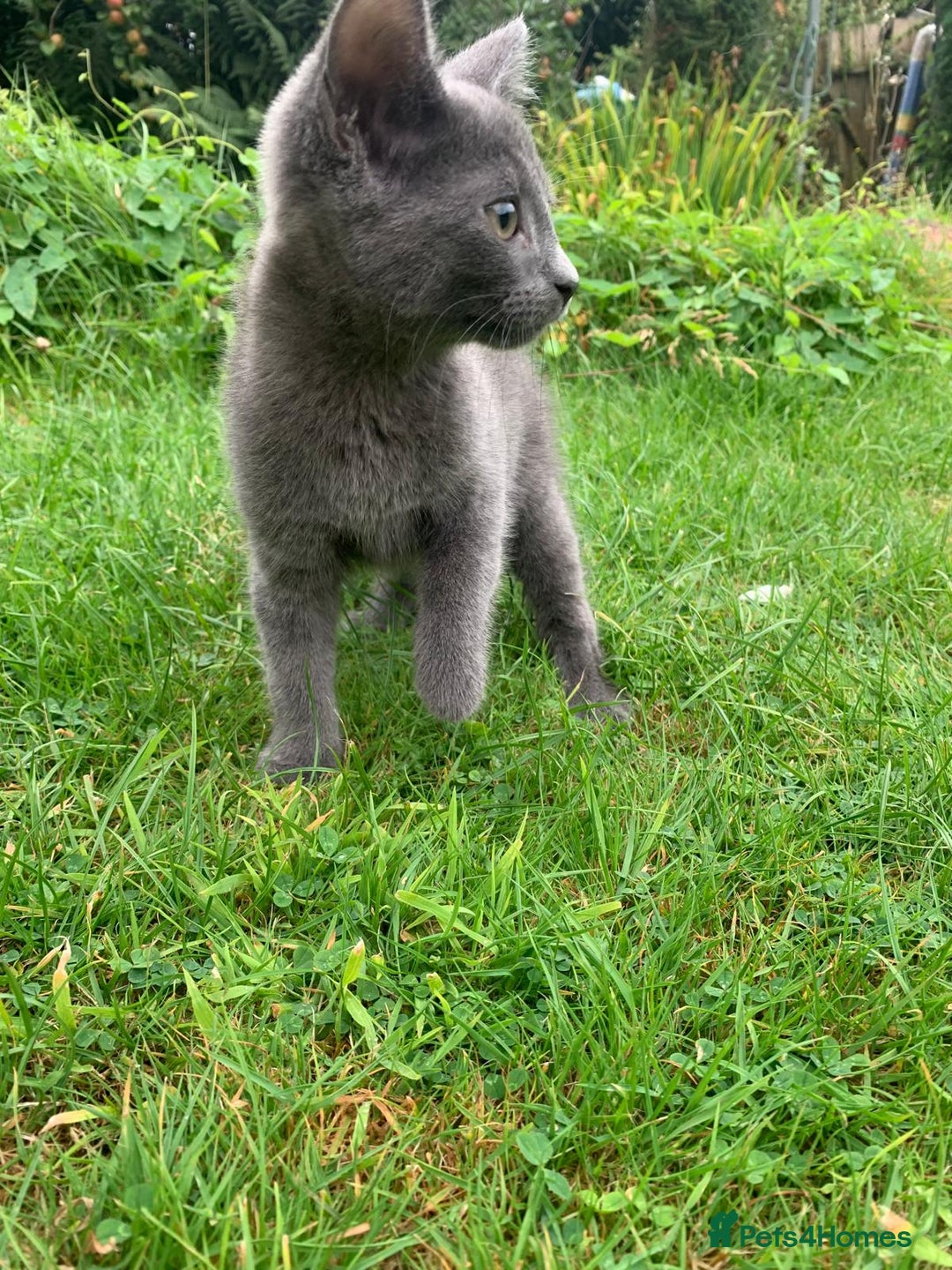 Mixed Breed cats for sale: Beautiful kittens ready now - Image 10