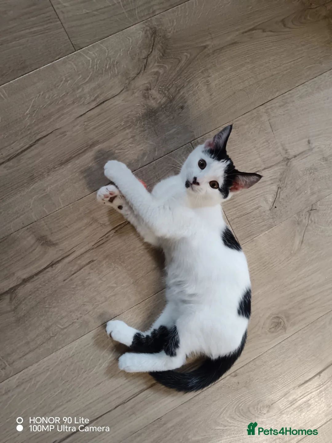 Mixed Breed cats for sale: Adorable baby girls for sale  - Advert 5