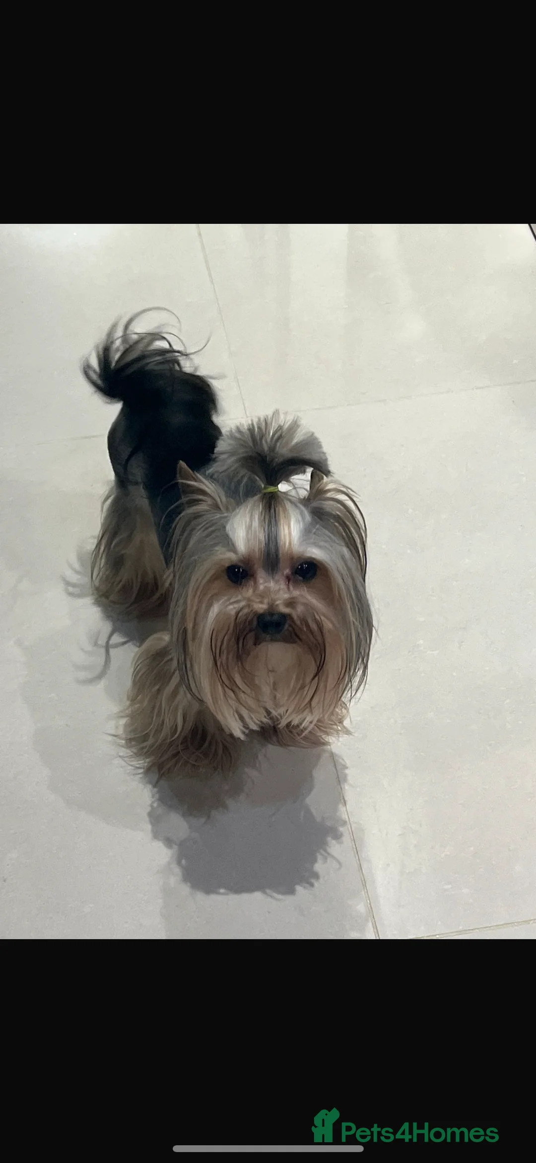 Yorkshire Terrier dogs for stud: The small stud dog 2kg in Romford - Advert 18