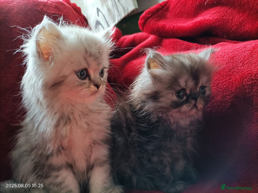 Persian cats for sale: Amazing Persian kittens  - Image 11