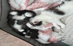 Mixed Breed cats for sale: Lovely kittens  - Image 5