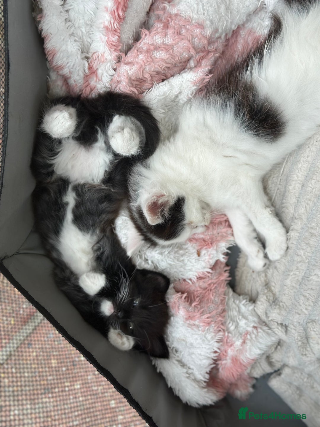 Mixed Breed cats for sale: Lovely kittens  - Image 5
