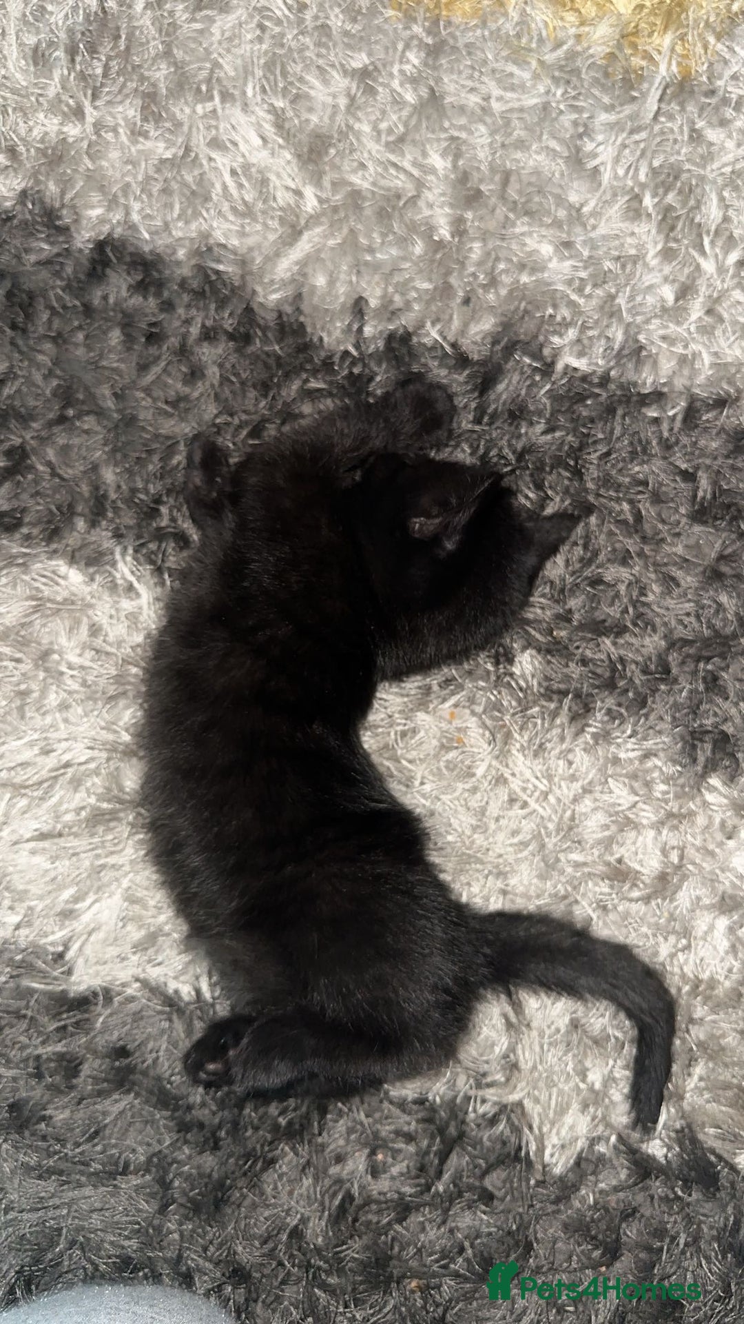 British Shorthair cats for sale: Adorable black half tabby half shorthair  - Image 2
