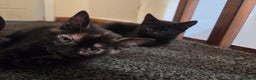 Mixed Breed cats for sale: 3 gorgeous kittens for sale - Advert 8