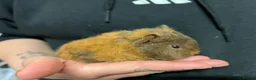 Guinea Pig rodents for sale: Teddy guinea pigs  - Advert 2