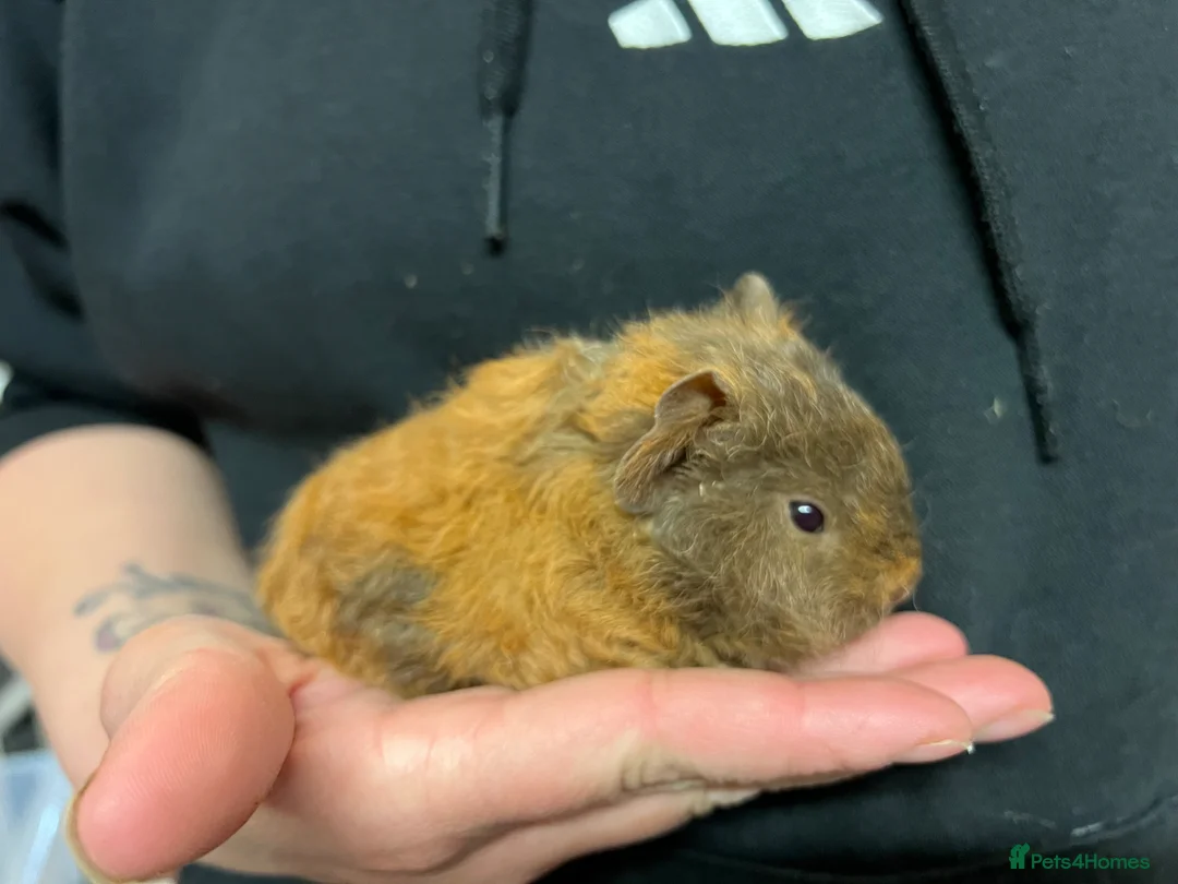 Guinea Pig rodents for sale: Teddy guinea pigs  - Advert 2