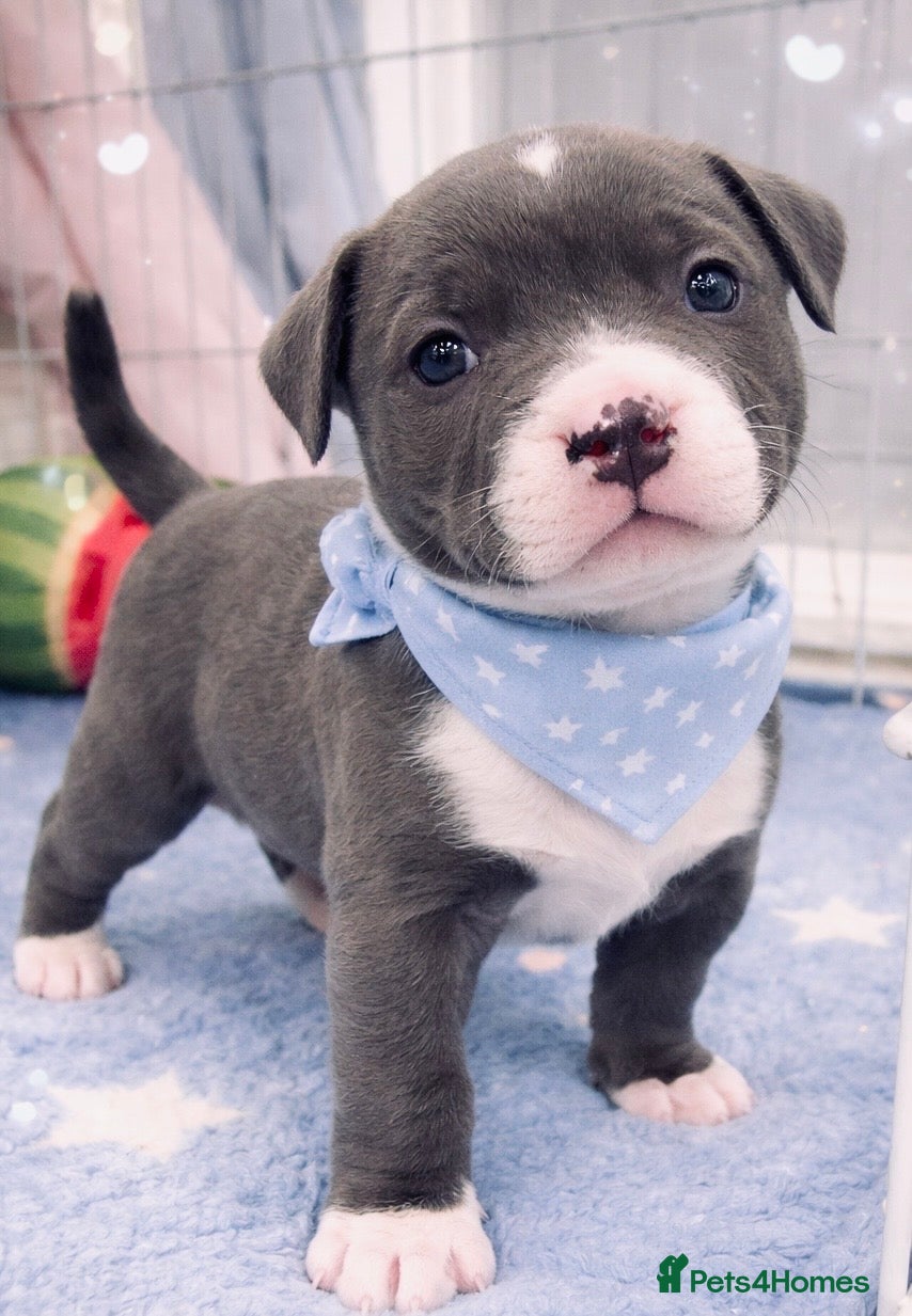 Staffordshire Bull Terrier dogs Staffordshire bull terrier blue and boy left    - Advert 7