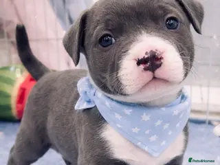 Staffordshire Bull Terrier dogs Staffordshire bull terrier blue and boy left - Advert 7