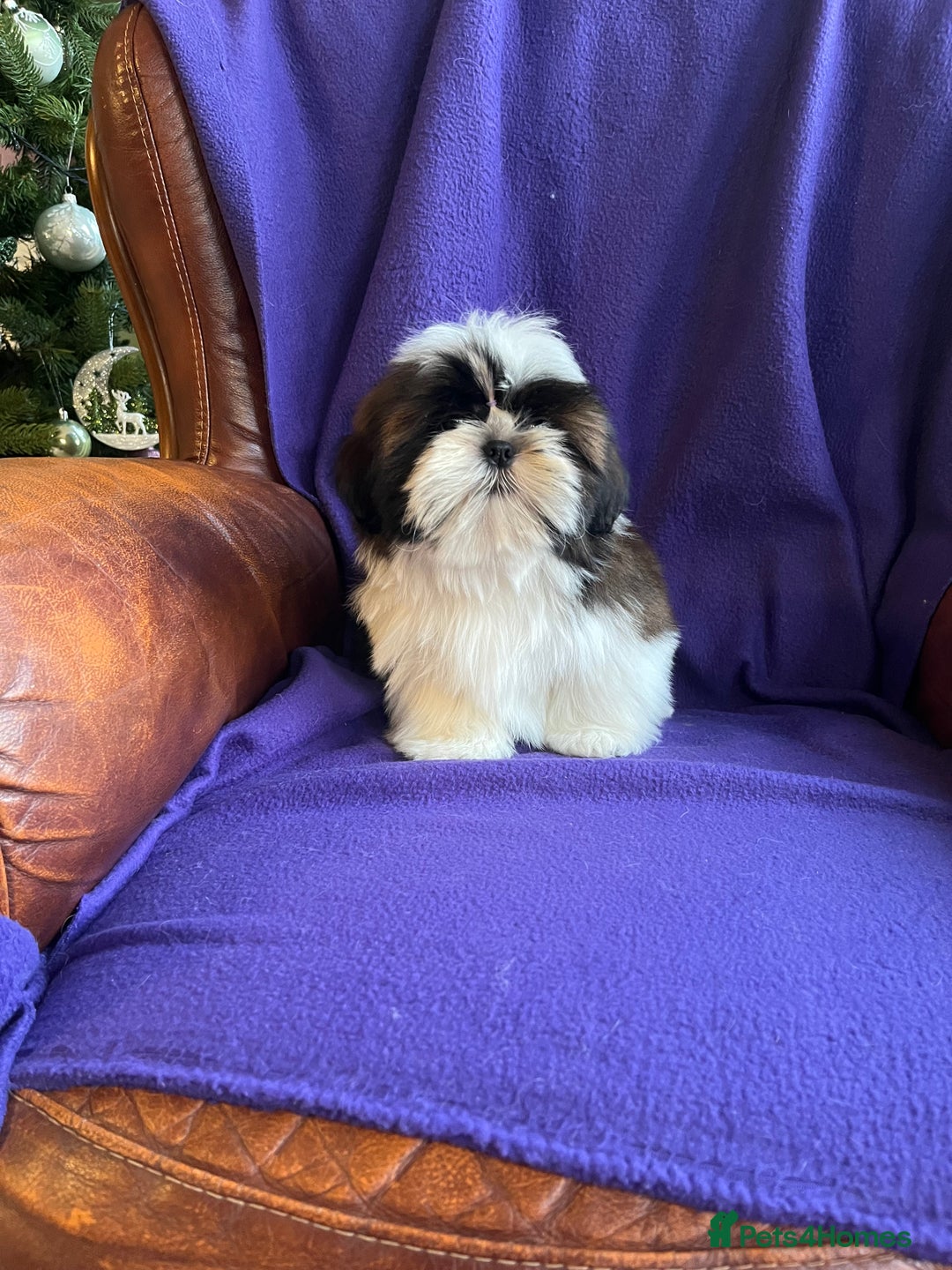 Shih Tzu dogs for sale: Lovely ShihTzu puppies - Advert 12
