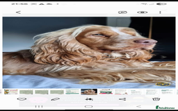 Cocker Spaniel dogs for sale: Quality Bred Show Type Cocker Spaniel Puppies - Image 22