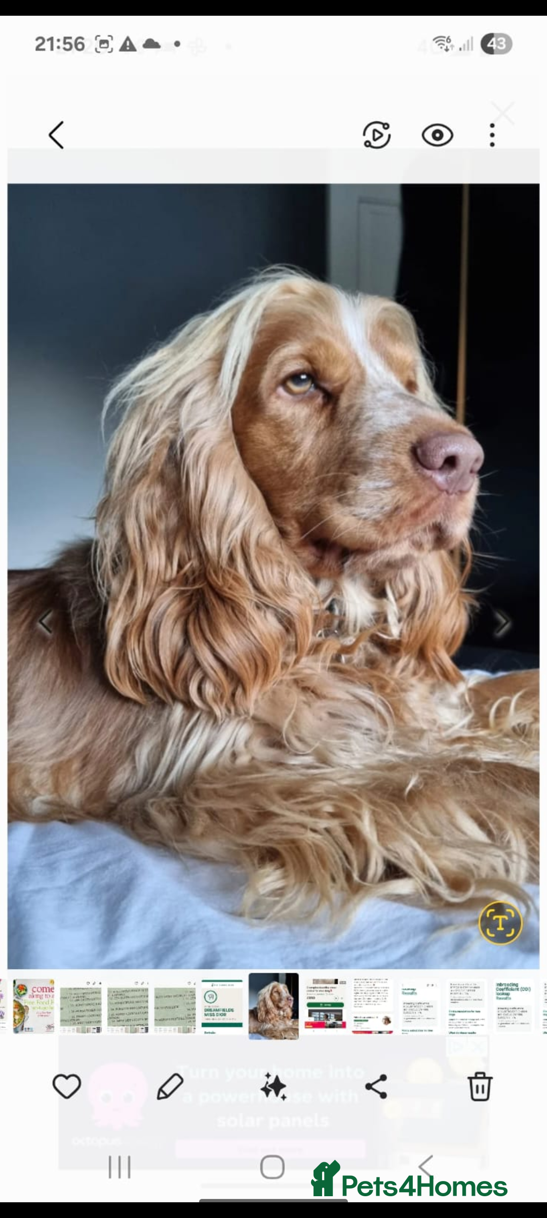 Cocker Spaniel dogs for sale: Quality Bred Show Type Cocker Spaniel Puppies - Image 22