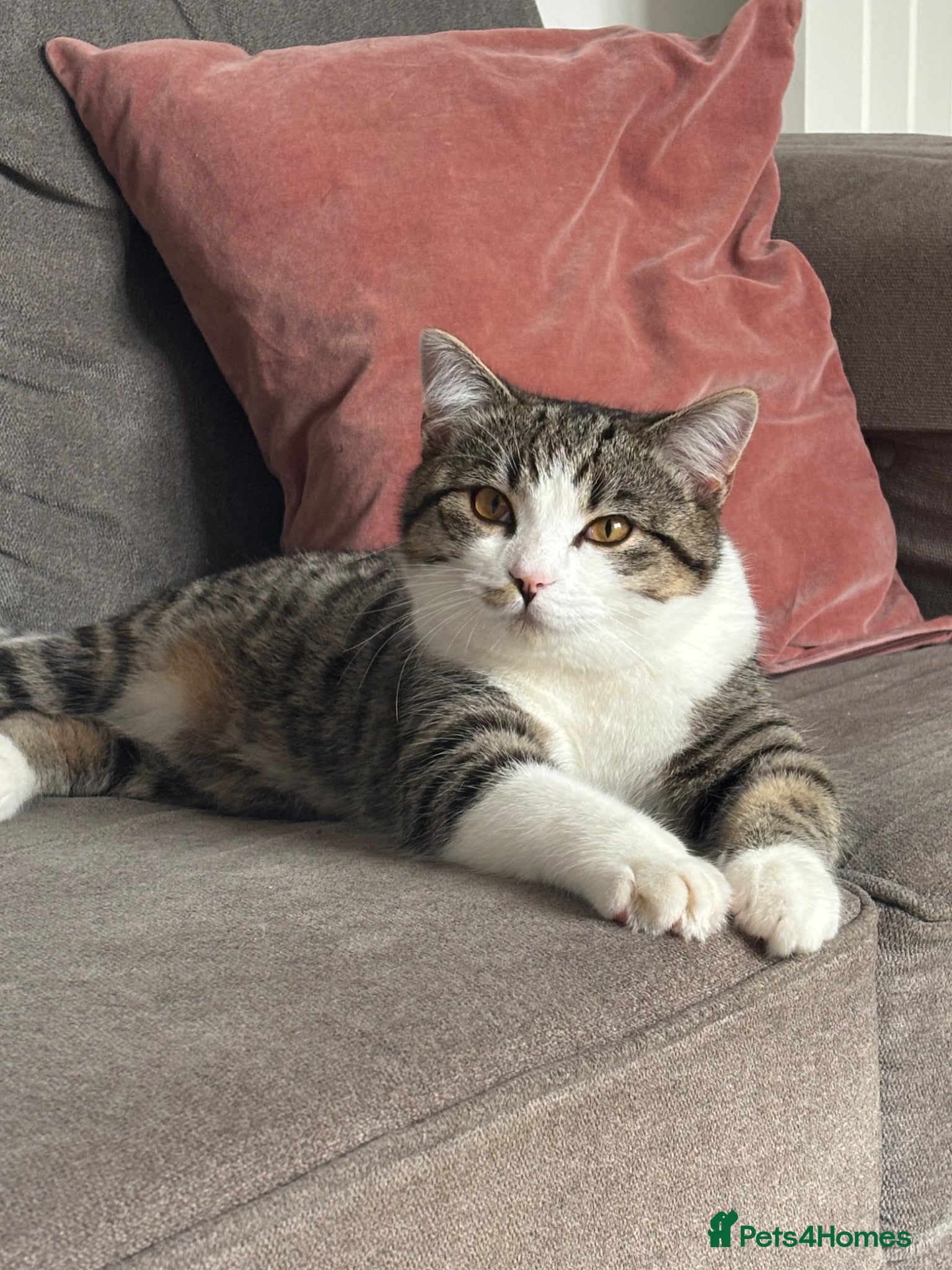 Mixed Breed cats British short haired mix boy  - Advert 6