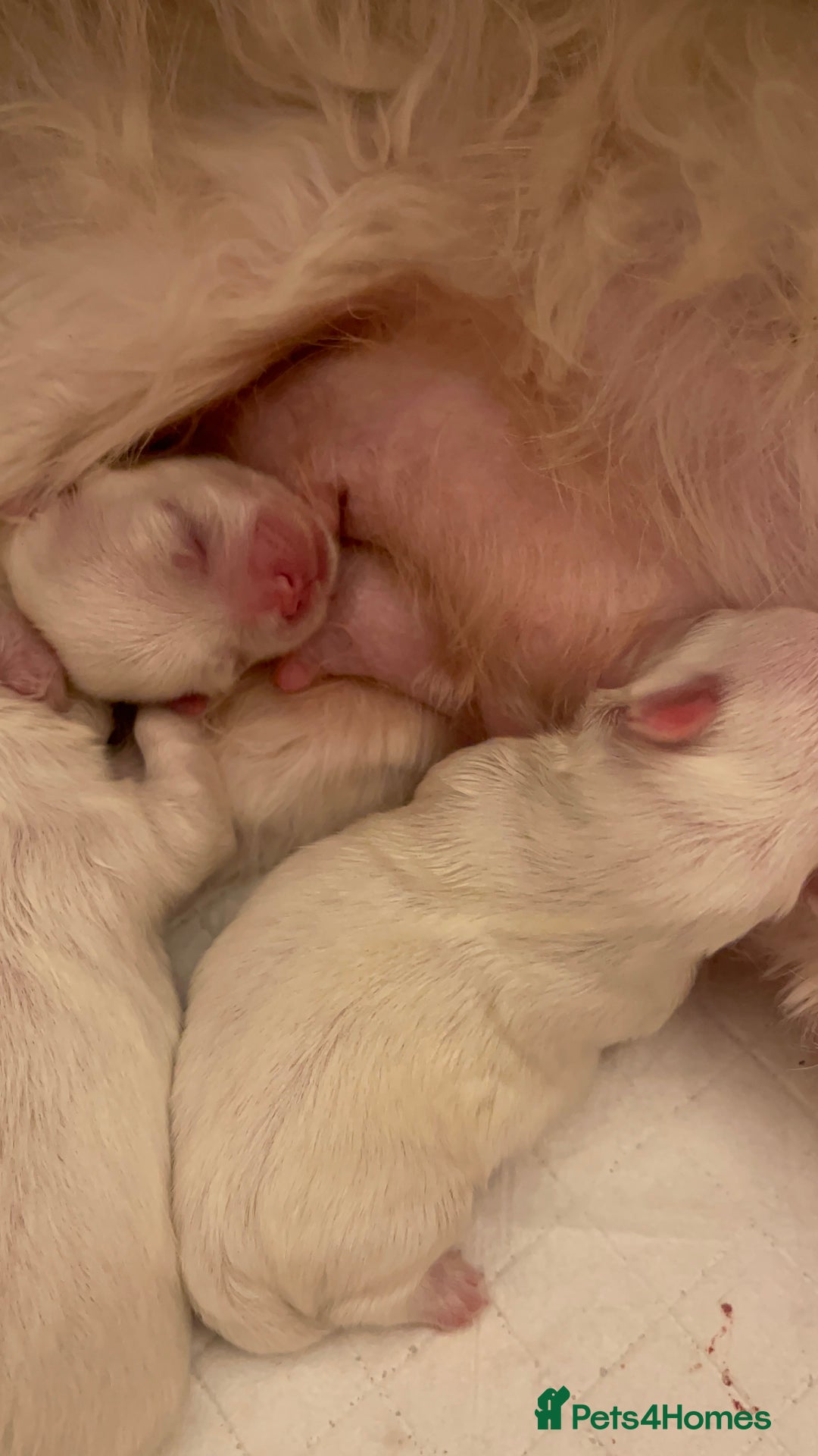 Malshi dogs for sale: Korean Maltese x shitzu puppies  - Image 2