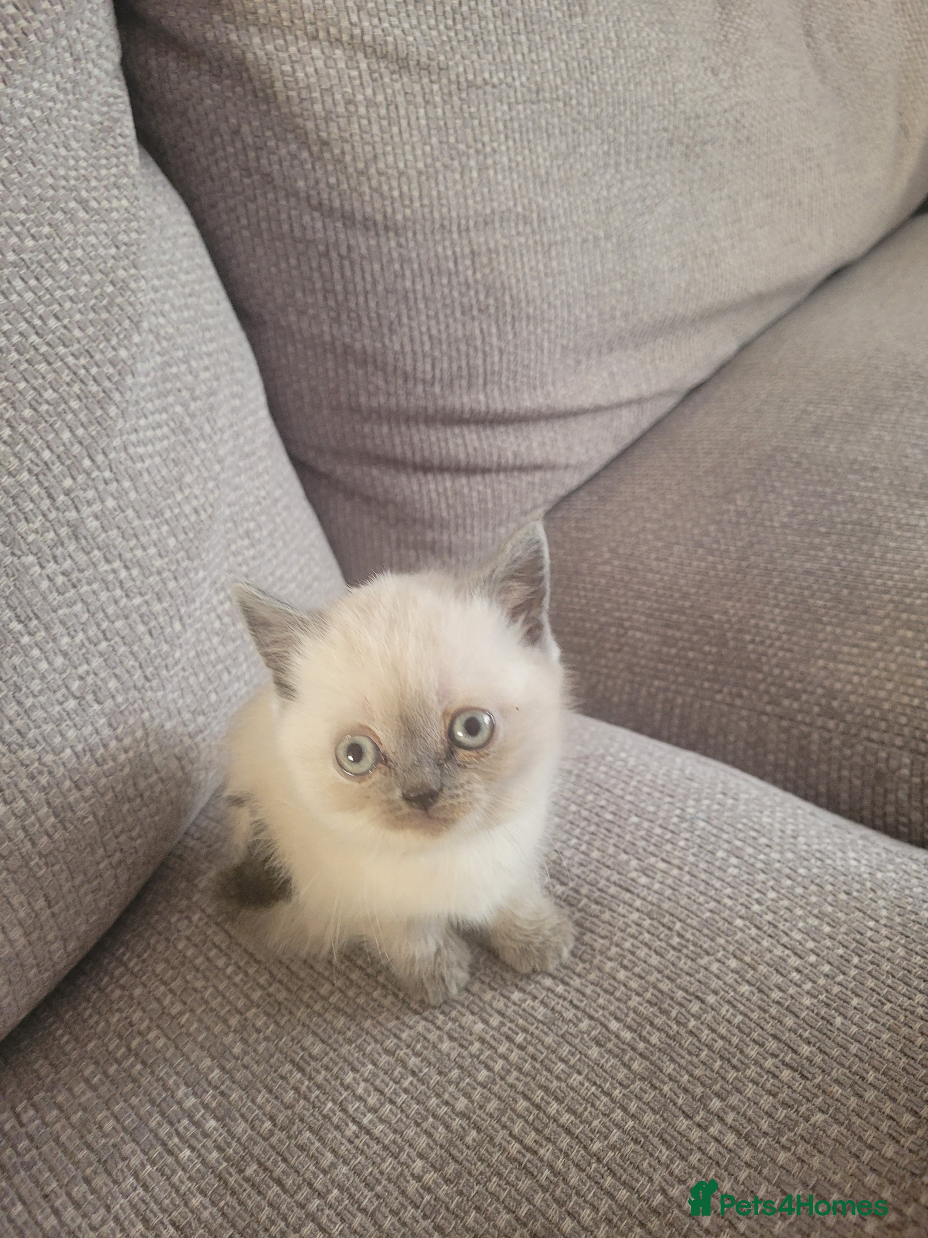 British Shorthair cats Beautiful British short hair kittens  - Advert 14