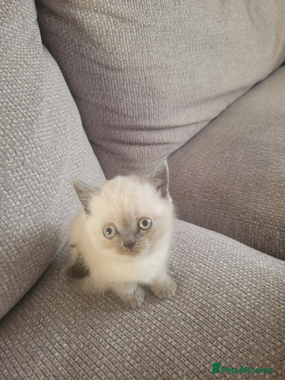 British Shorthair cats for sale: Beautiful British short hair kittens  in Cannock - Advert 1