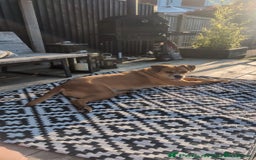 Mixed Breed dogs for sale: Rottweiler X Bullmastiff - Image 7