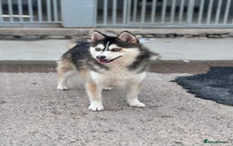 Pomsky dogs for sale: Lilac sired F2 masked Pomsky blue eyes  - Image 28