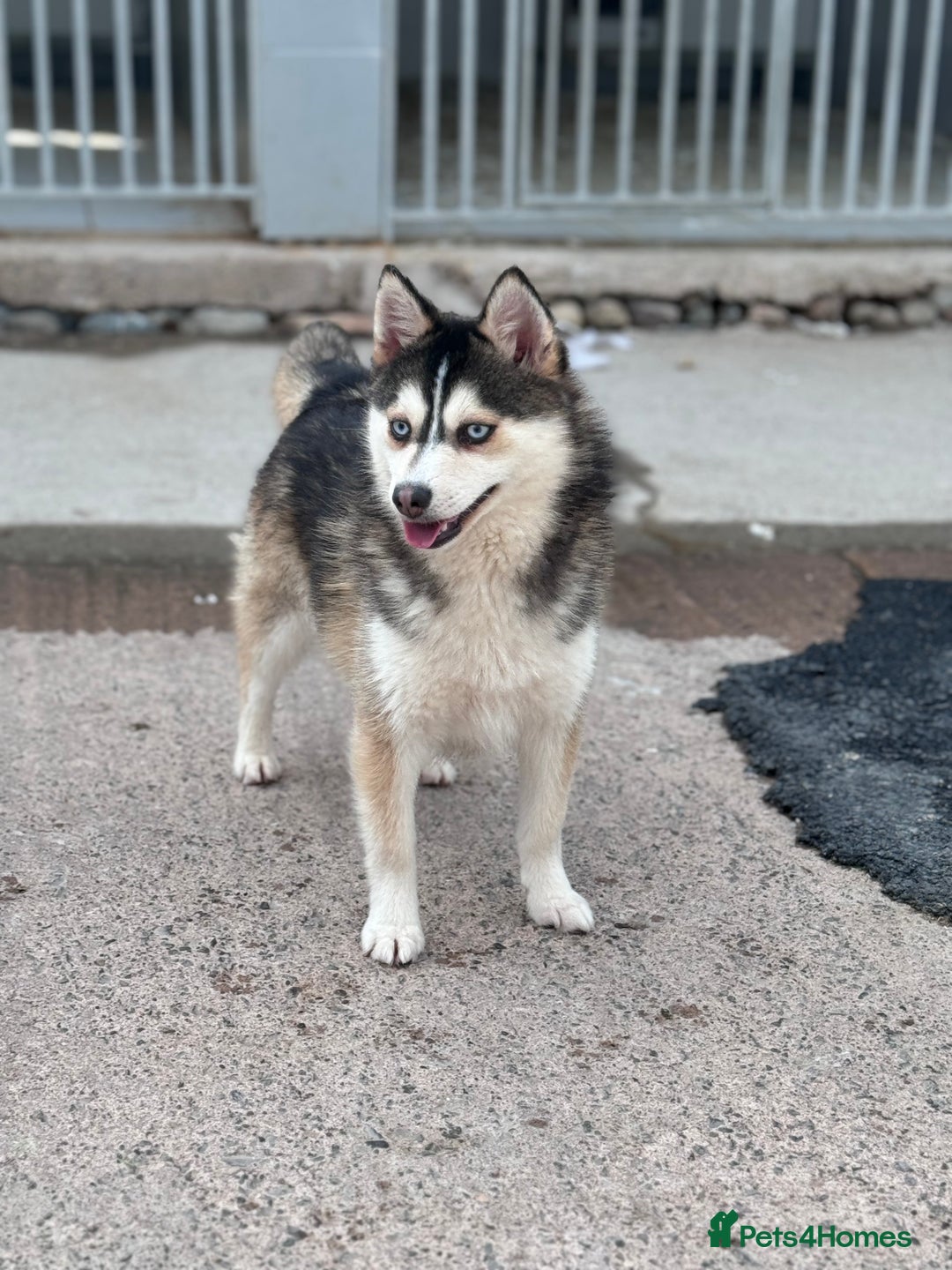 Pomsky dogs for sale: Lilac sired F2 masked Pomsky blue eyes  - Image 28