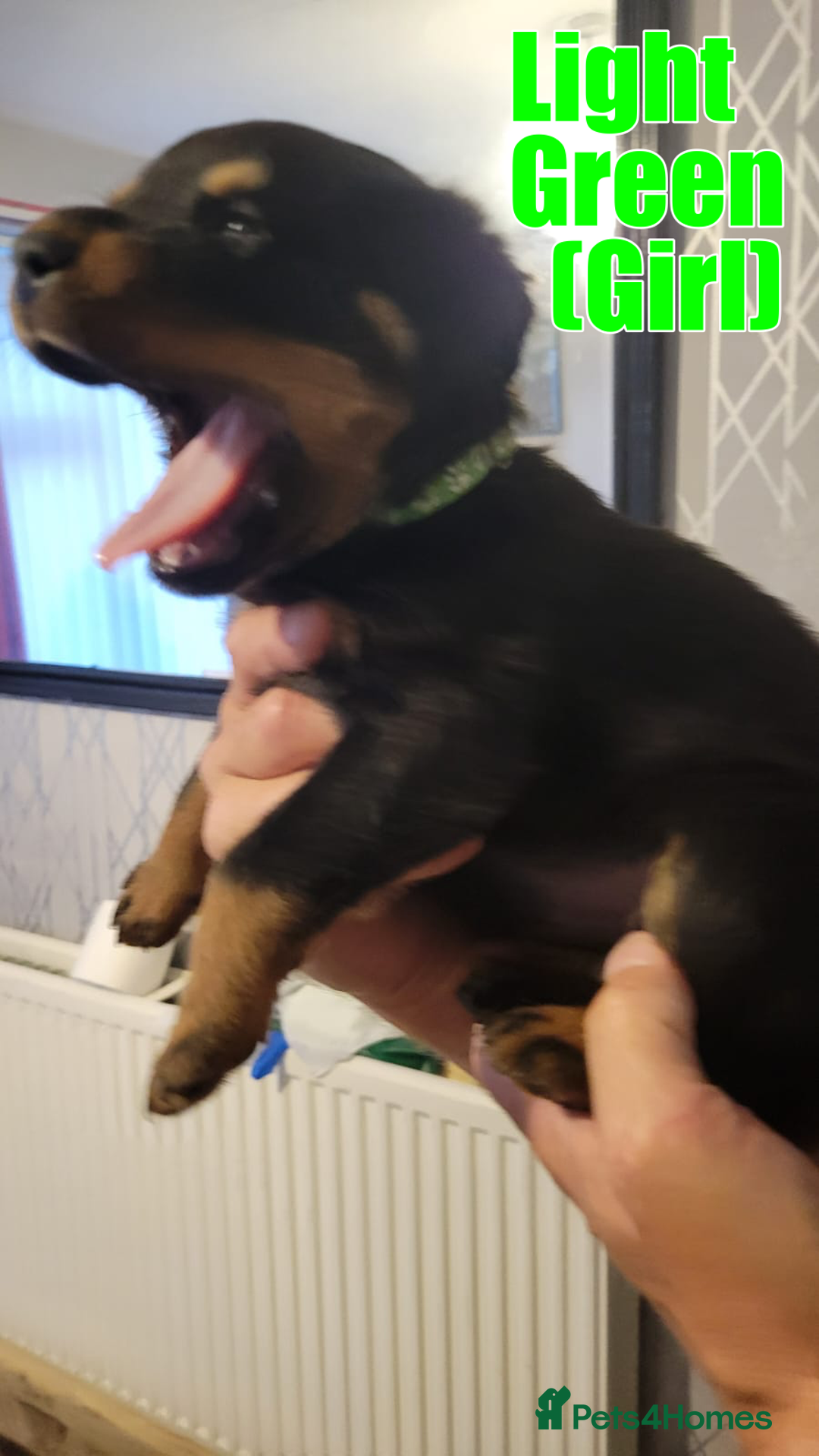 Rottweiler dogs for sale: ROTTWEILER PUPPIES - Image 6