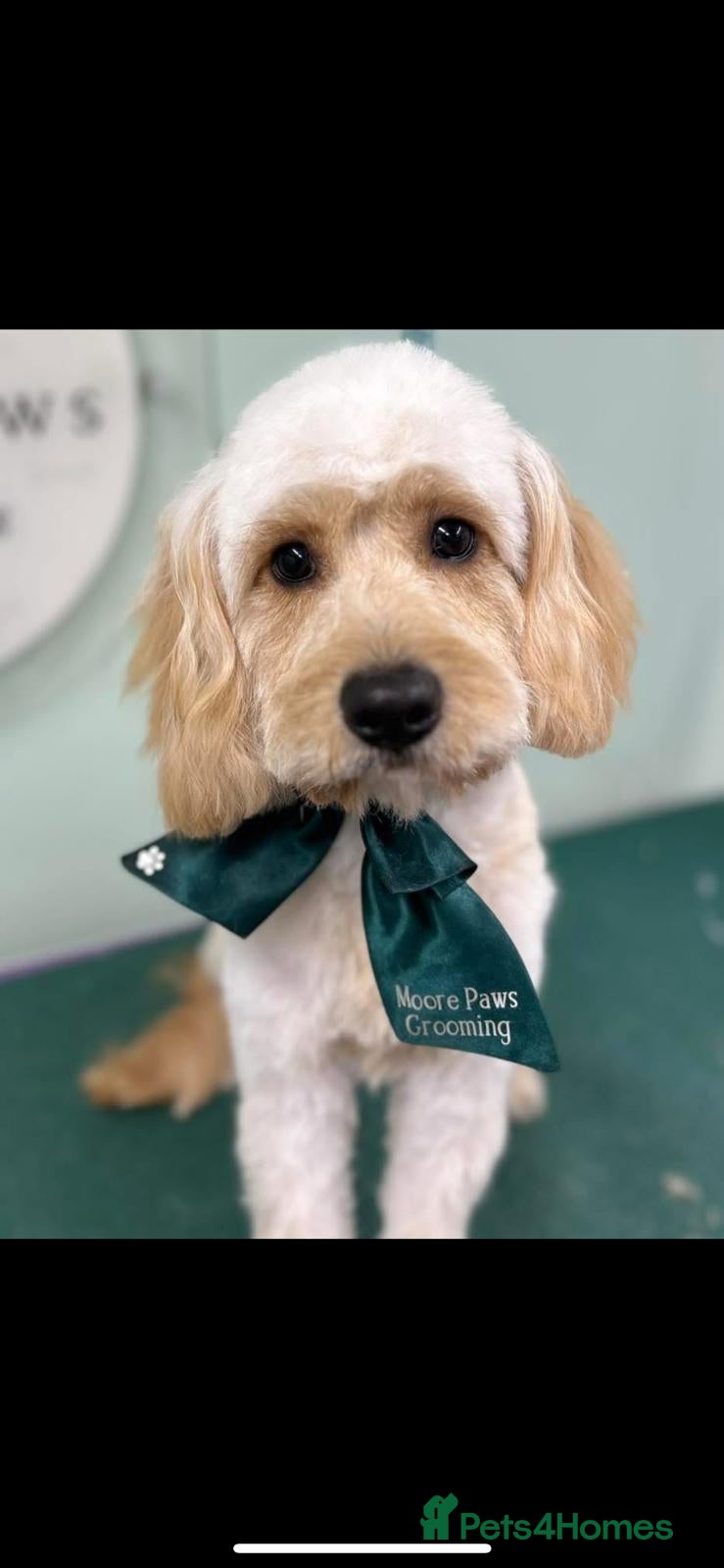 Cavapoo dogs Male F1 blond cavapoo available to STUD  - Advert 6