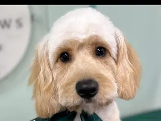 Cavapoo dogs Male F1 blond cavapoo available to STUD - Advert 7