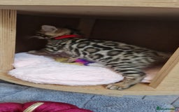 Bengal cats for sale: Pure Bengal kittens ❤️  - Image 15