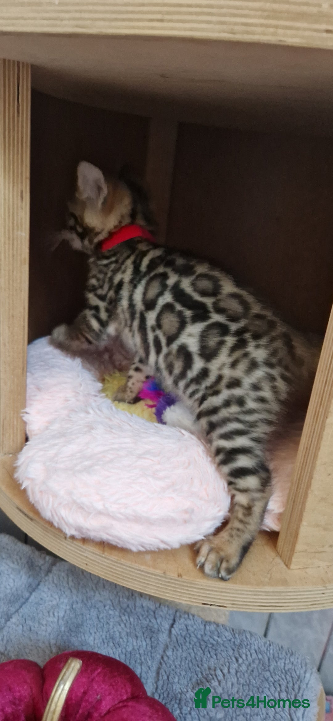 Bengal cats for sale: Pure Bengal kittens ❤️  - Image 15