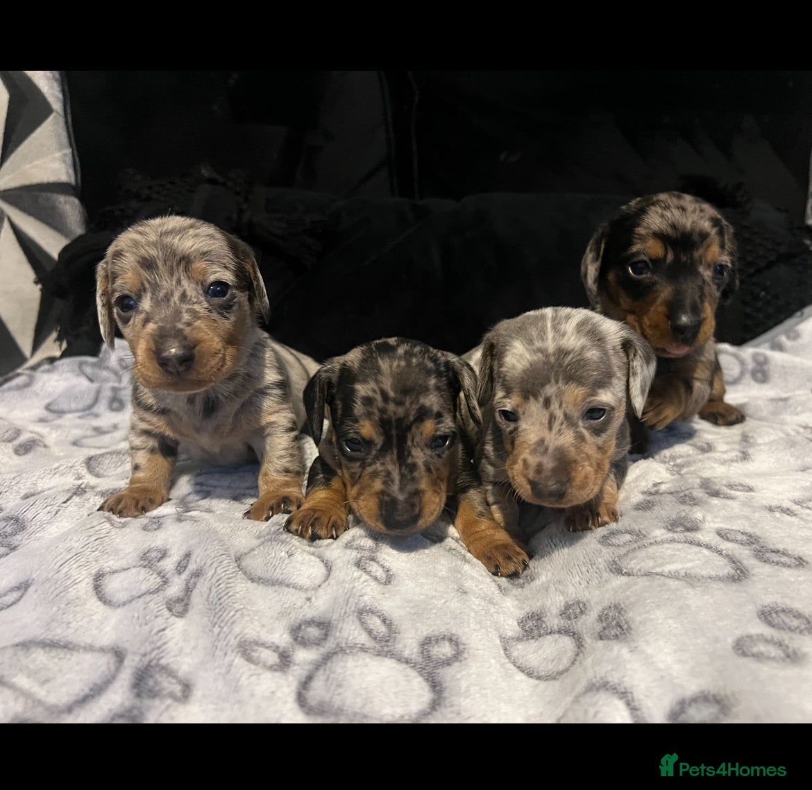Dachshund dogs Dapple dachshunds  - Advert 6