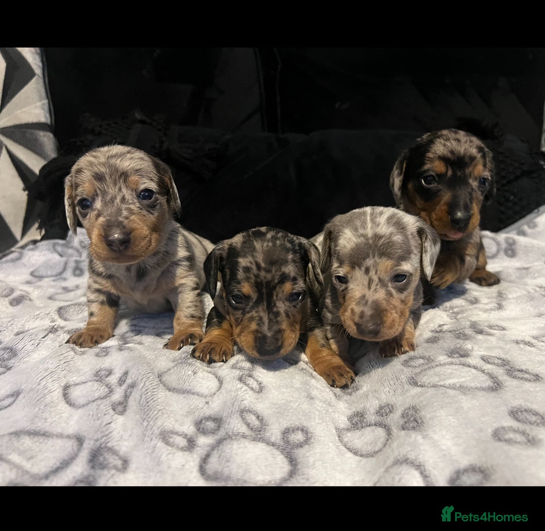 Dachshund dogs for sale: Dapple dachshunds  - Advert 1