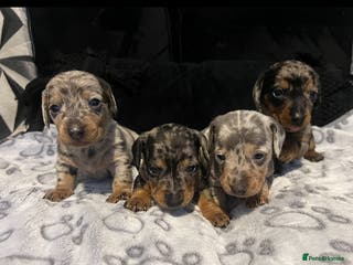 Dachshund dogs Dapple dachshunds - Advert 4