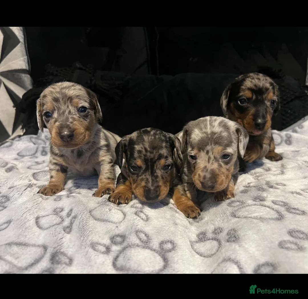 Dachshund dogs for sale: Miniature Dapple dachshunds READY NOW  - Advert 6