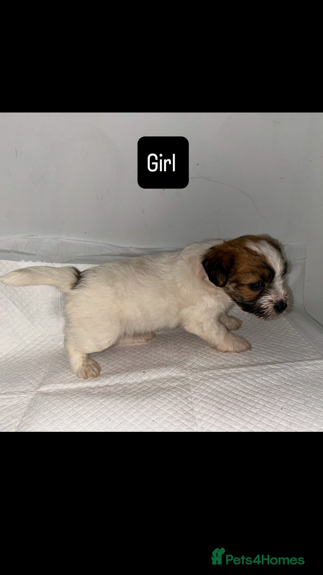 Mixed Breed dogs for sale: Jack Russell puppies ready to leave  - Image 4