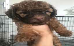 Mixed Breed dogs for sale: Mini poodle mix pups ready for forever homes - Image 3
