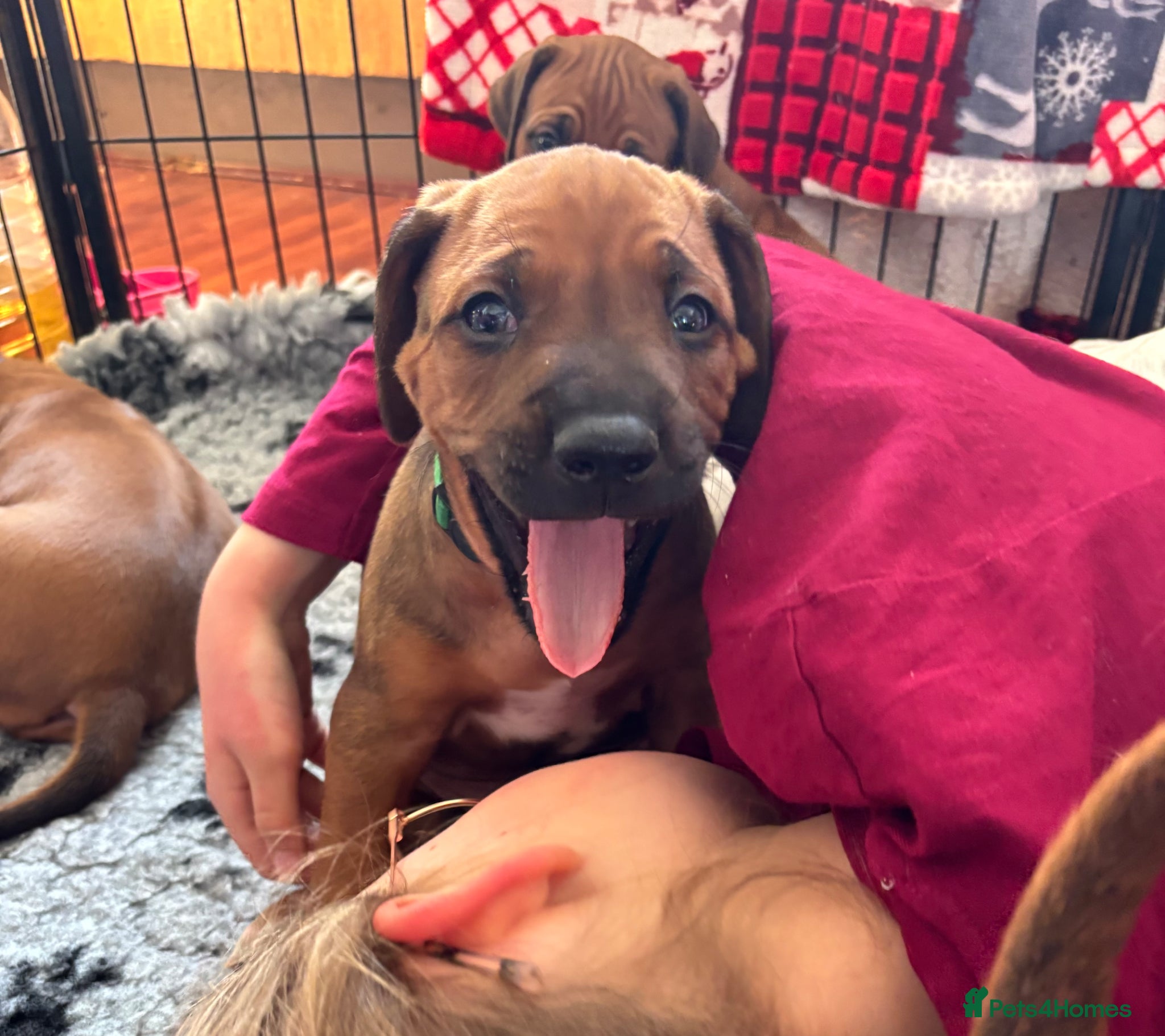 Rhodesian Ridgeback dogs Exceptionally Health Tested/Family Home. Kc Reg - Advert 1