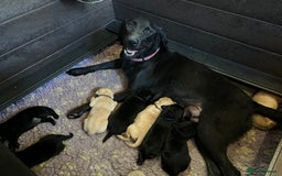 Labrador Retriever dogs for sale: Stunning KC Registered FoxRed/Black Labrador Pups  - Image 29