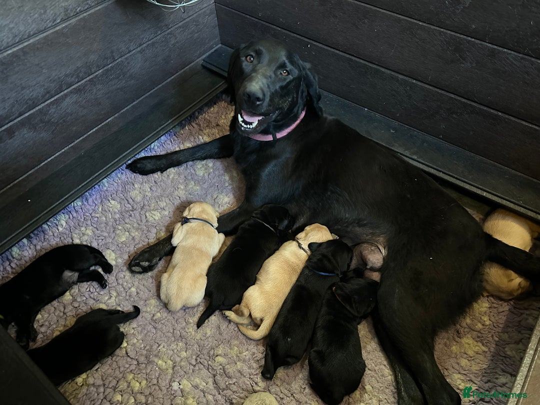 Labrador Retriever dogs for sale: Stunning KC Registered FoxRed/Black Labrador Pups  - Image 29