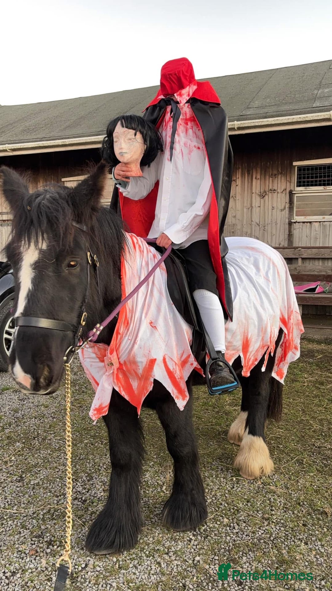 Irish Cob horses for sale: 13.1 Cob Mare - Your Child’s next Best Friend! 🩷 - Image 7
