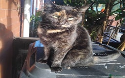 British Shorthair cats for sale: 2 tabby kittens for sale - Advert 8