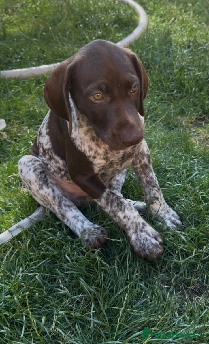 German Shorthaired Pointer dogs ⭐ Last KC Registered GSP Puppy FRANKIE! ⭐  - Advert 7