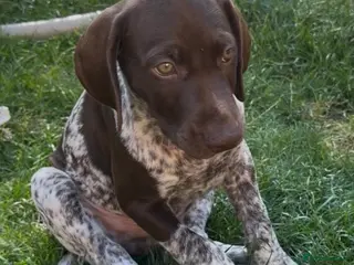 German Shorthaired Pointer dogs ⭐ Last KC Registered GSP Puppy FRANKIE! ⭐ - Advert 7