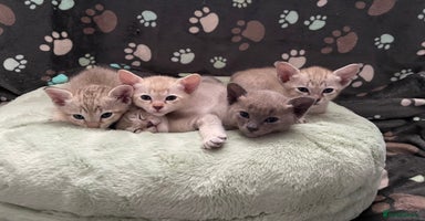 Tonkinese cats - Advert 6