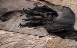 German Shepherd dogs for sale: 7 stunning kc reg working German shepherd pups - Image 17