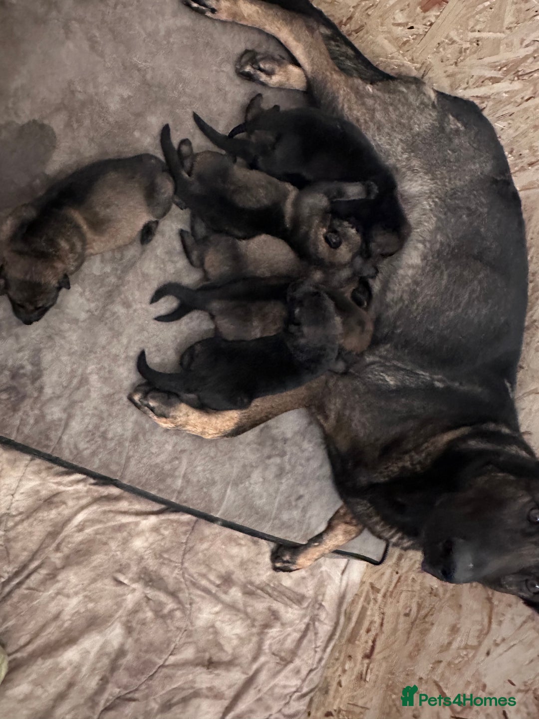 German Shepherd dogs for sale: 7 stunning kc reg working German shepherd pups - Image 17